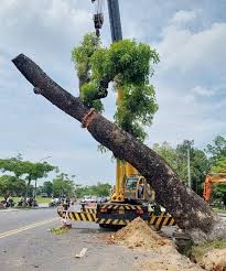 Bảo dưỡng và cắt tỉa cây xanh ở Đồng Nai, TPHCM